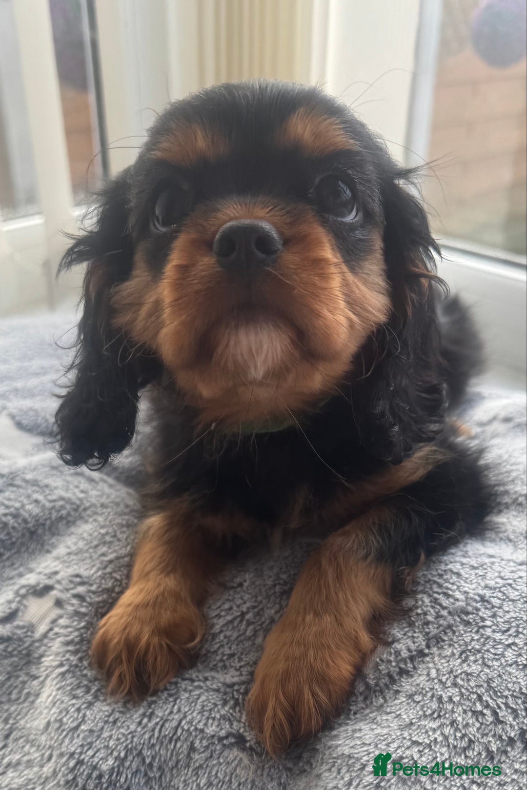 Cavalier King Charles Spaniel dogs for sale: KC REG Health tested one boy available now. - Advert 1