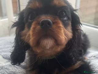 Cavalier King Charles Spaniel dogs KC REG Health tested one boy available now. - Advert 8