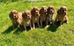 Cavalier King Charles Spaniel dogs for sale: Stunning cavalier King Charles spaniel puppies. - Image 12