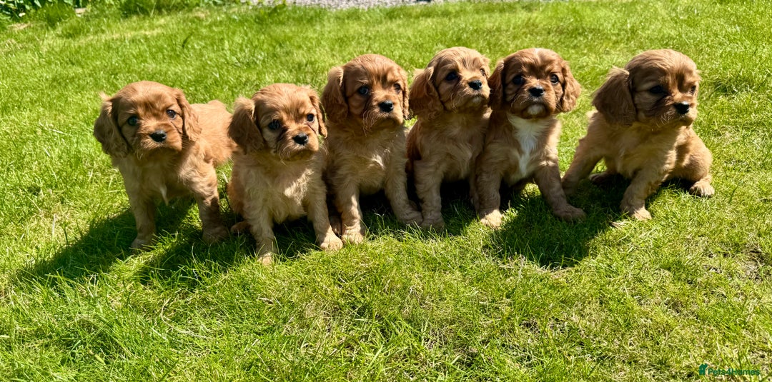 Cavalier King Charles Spaniel dogs for sale: Stunning cavalier King Charles spaniel puppies. - Image 12
