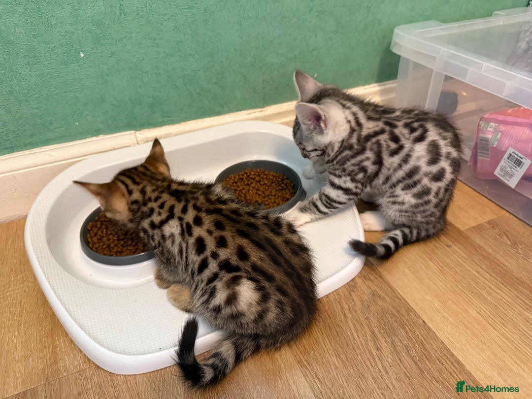 Mixed Breed cats for sale: Unique mix - Bengal x Maine Coon - Image 7