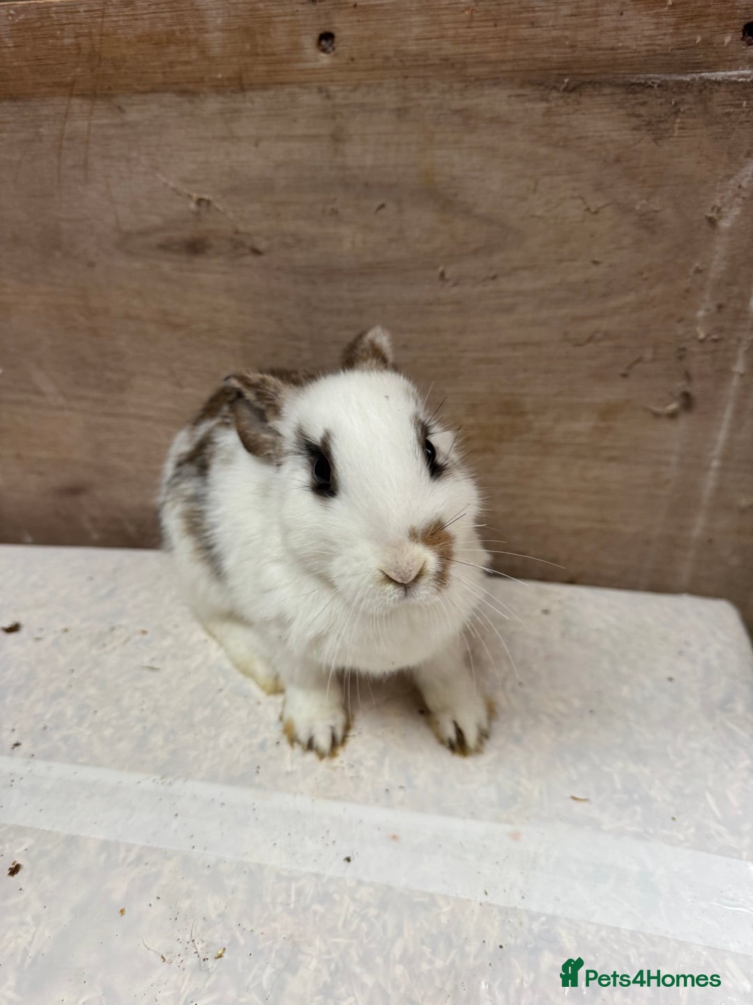 Mixed Breed rabbits for sale: 9 beautiful little Rabbit very friendly - Advert 16