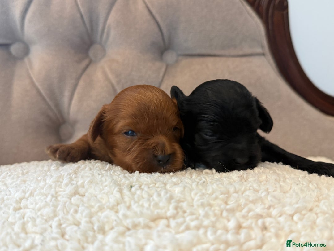 Cavapoo dogs for sale: 🧸teddy bear cavapoos 🧸 - Advert 12
