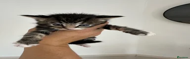Mixed Breed Kitten 1