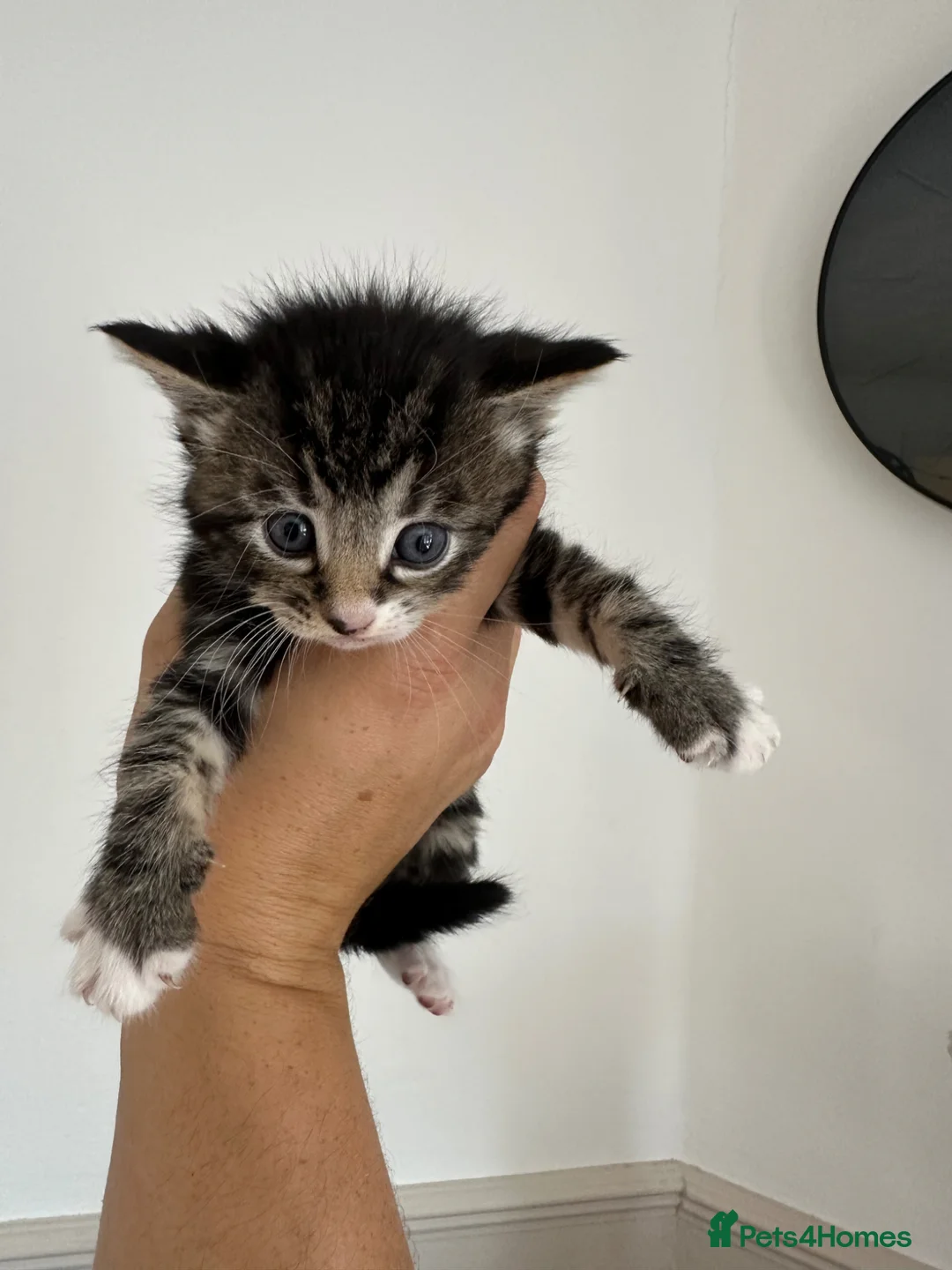 Mixed Breed cats for sale: 3 females ready in 4 weeks time. - Advert 1