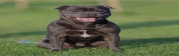 Staffordshire Bull Terrier dogs for sale: Staffordshire bull terrier {Blue} - Advert 7