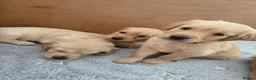 Golden Retriever dogs for sale: KC Pedigree Golden Retriever Puppies - Advert 5