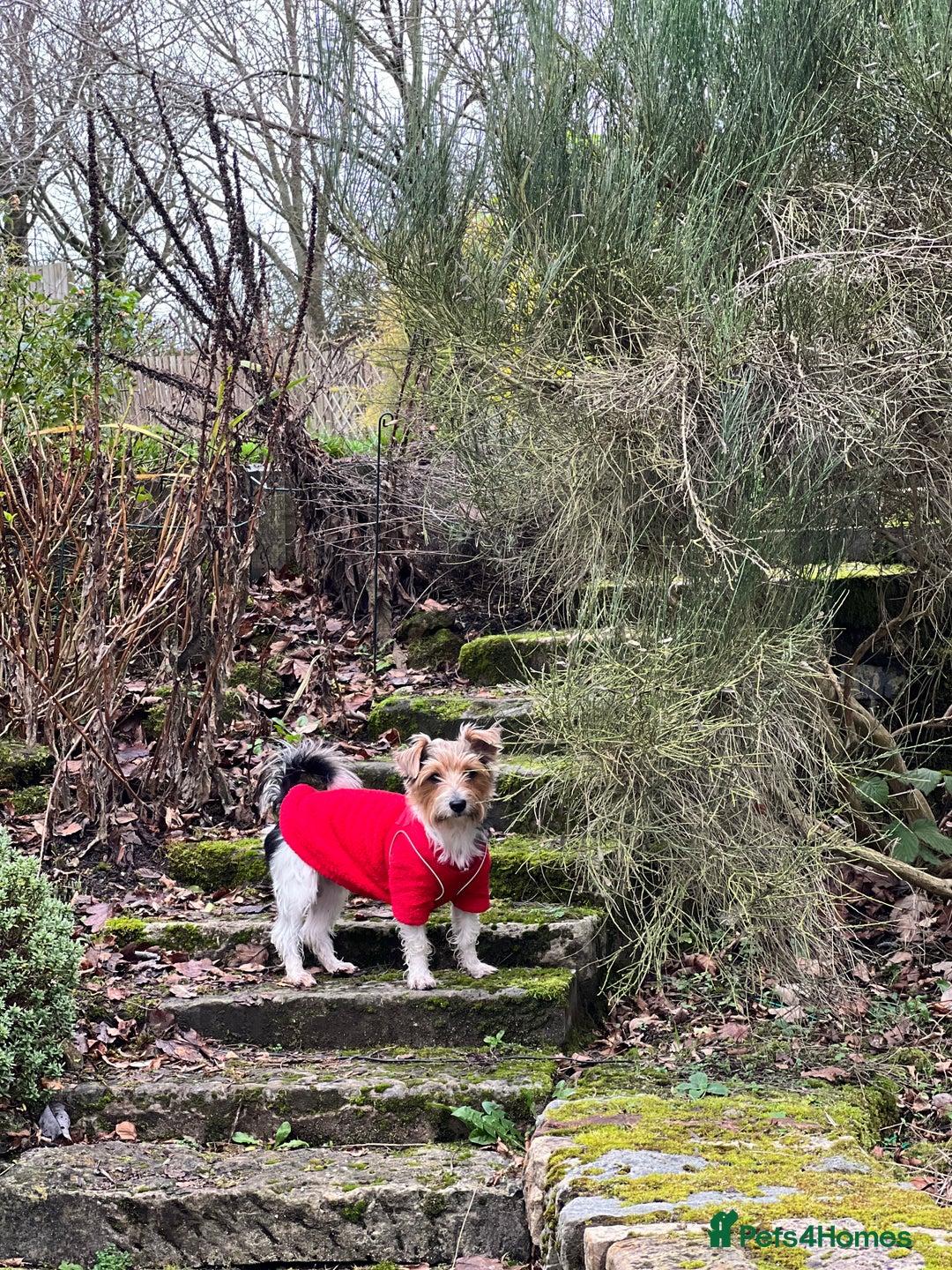 Mixed Breed dogs for sale: Cookie looking for new home - Advert 7