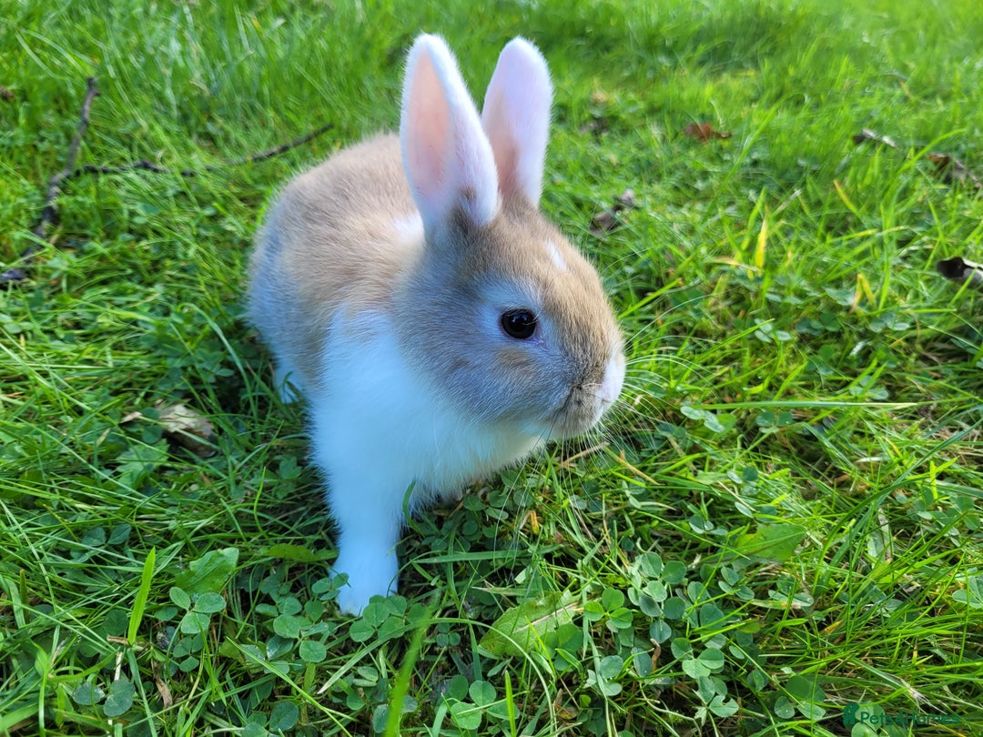 English Lop rabbits for sale: Baby Rabbits 9 available  - Image 3