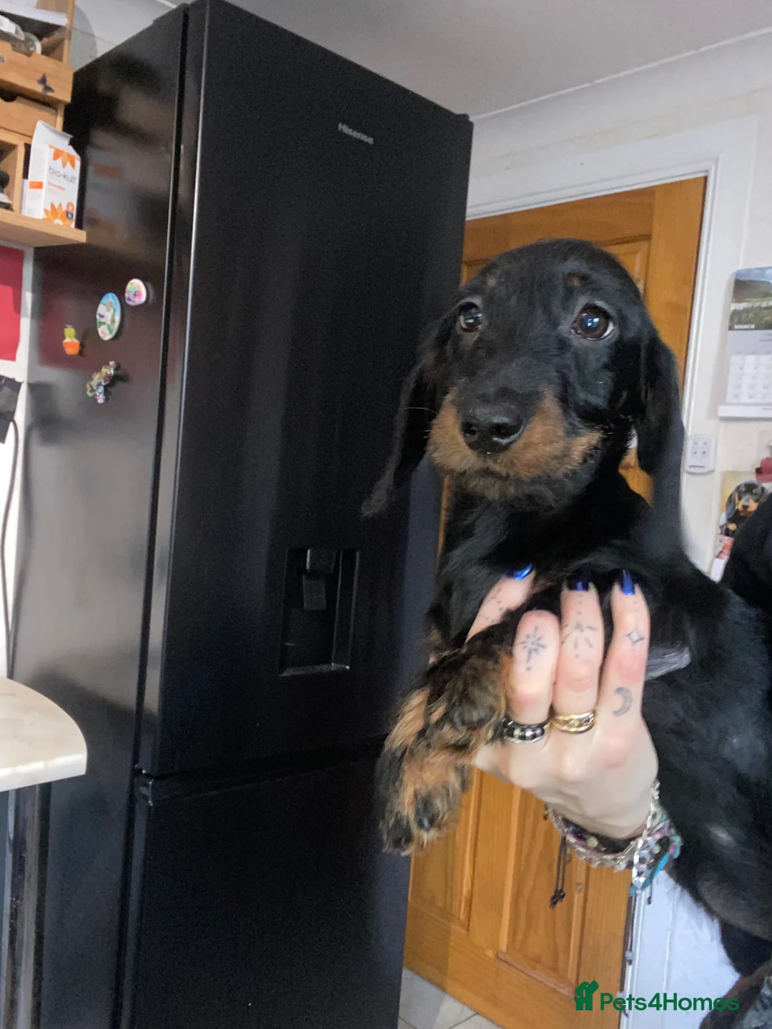 Miniature Dachshund dogs for sale: Miniature wire hair dachshunds  - Advert 4