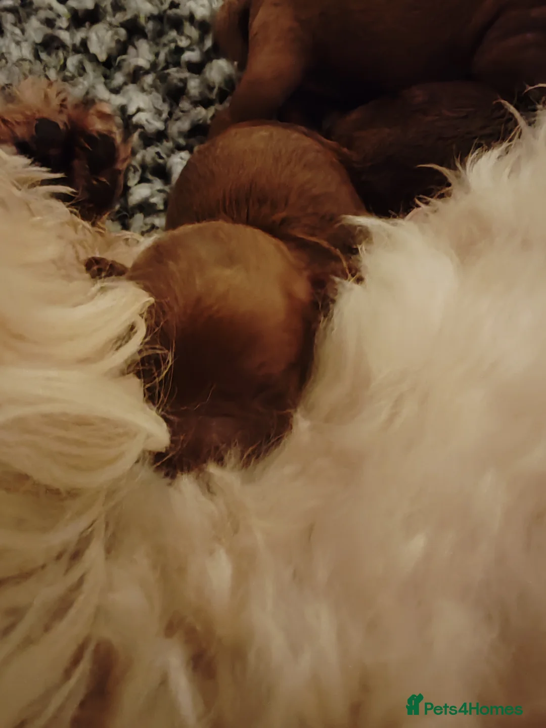Maltipoo dogs for sale:  Toy Asian Maltipoo therapy puppies born 14/02/26 - Advert 5
