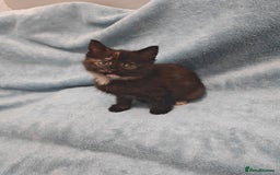 Mixed Breed cats for sale: Beautiful kittes Videos - Advert 12