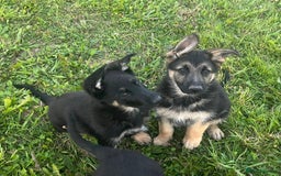 German Shepherd dogs for sale: 2 German Shepherd Bitches Ready Now - Image 23
