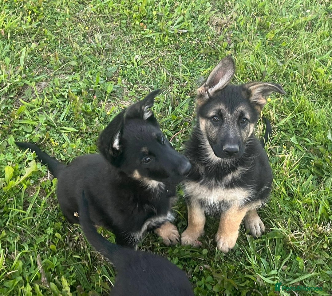 German Shepherd dogs for sale: 2 German Shepherd Bitches Ready Now - Image 23
