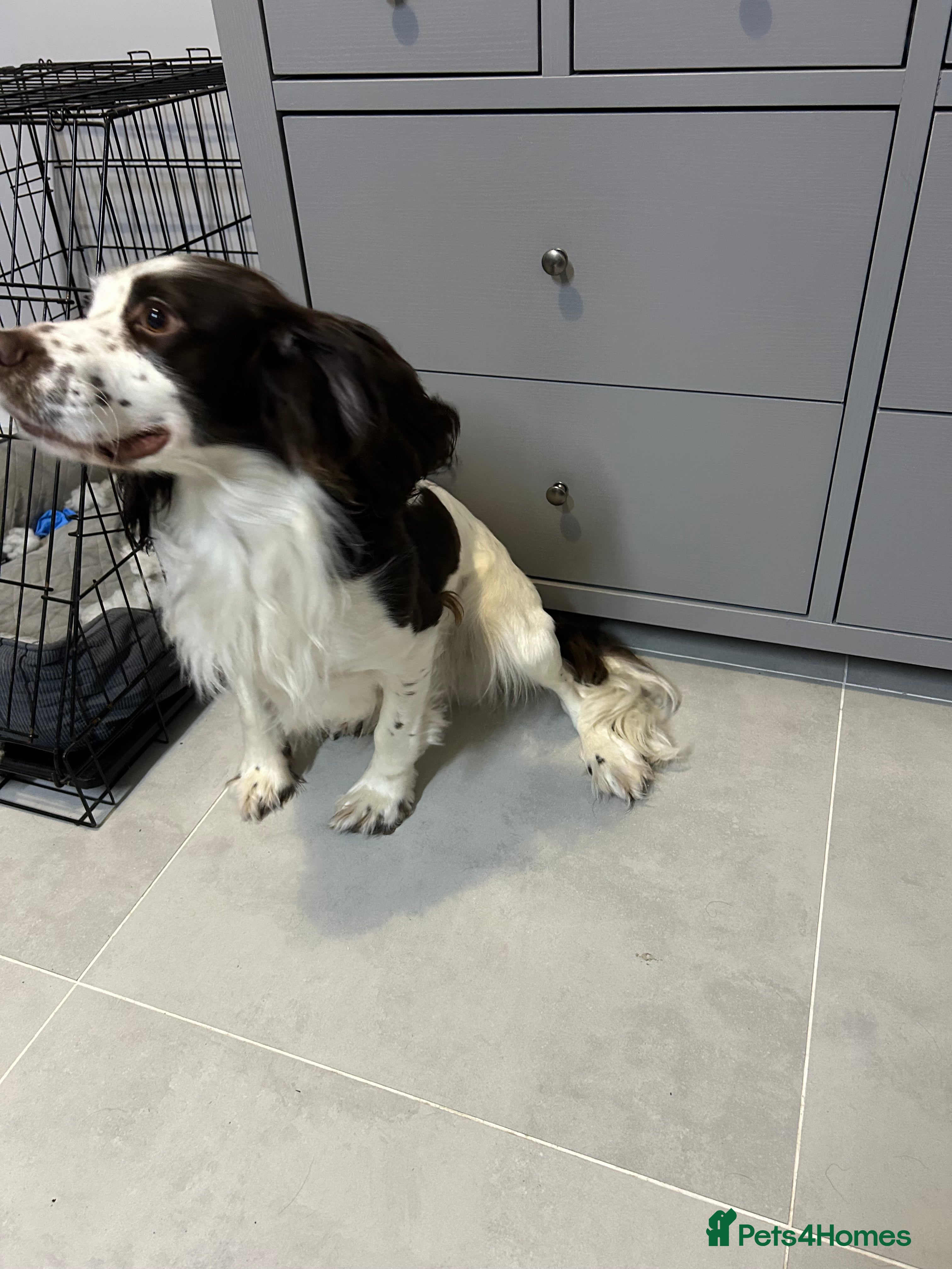 Cocker Spaniel dogs Cooki – 1.5 Year Old Male Cocker Spaniel in Burton-on-Trent - Advert 2