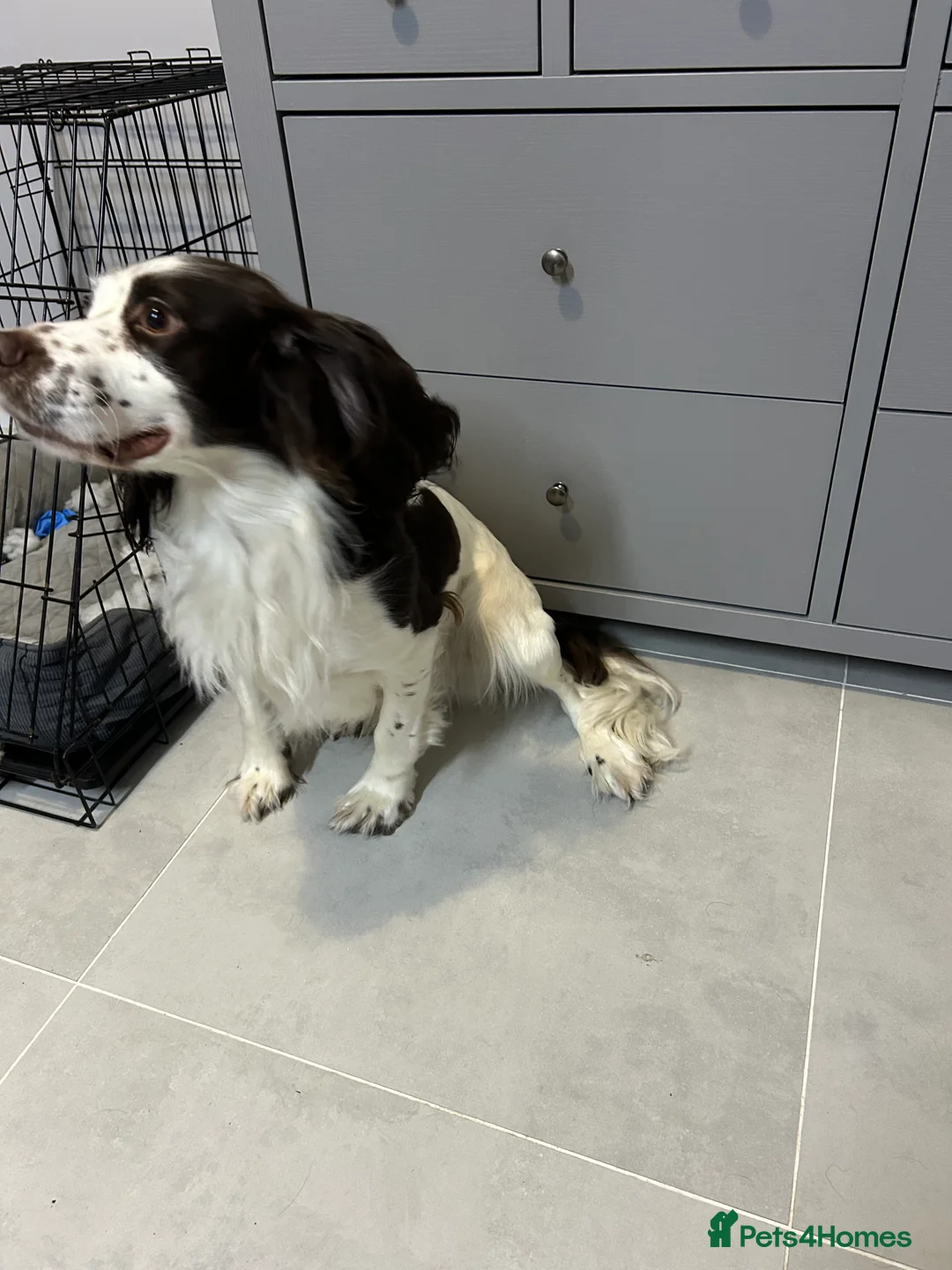 Cocker Spaniel dogs for sale: Cooki – 1.5 Year Old Male Cocker Spaniel in Burton-on-Trent - Advert 1