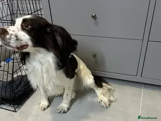 Cocker Spaniel dogs Cooki – 1.5 Year Old Male Cocker Spaniel in Burton-on-Trent - Advert 2