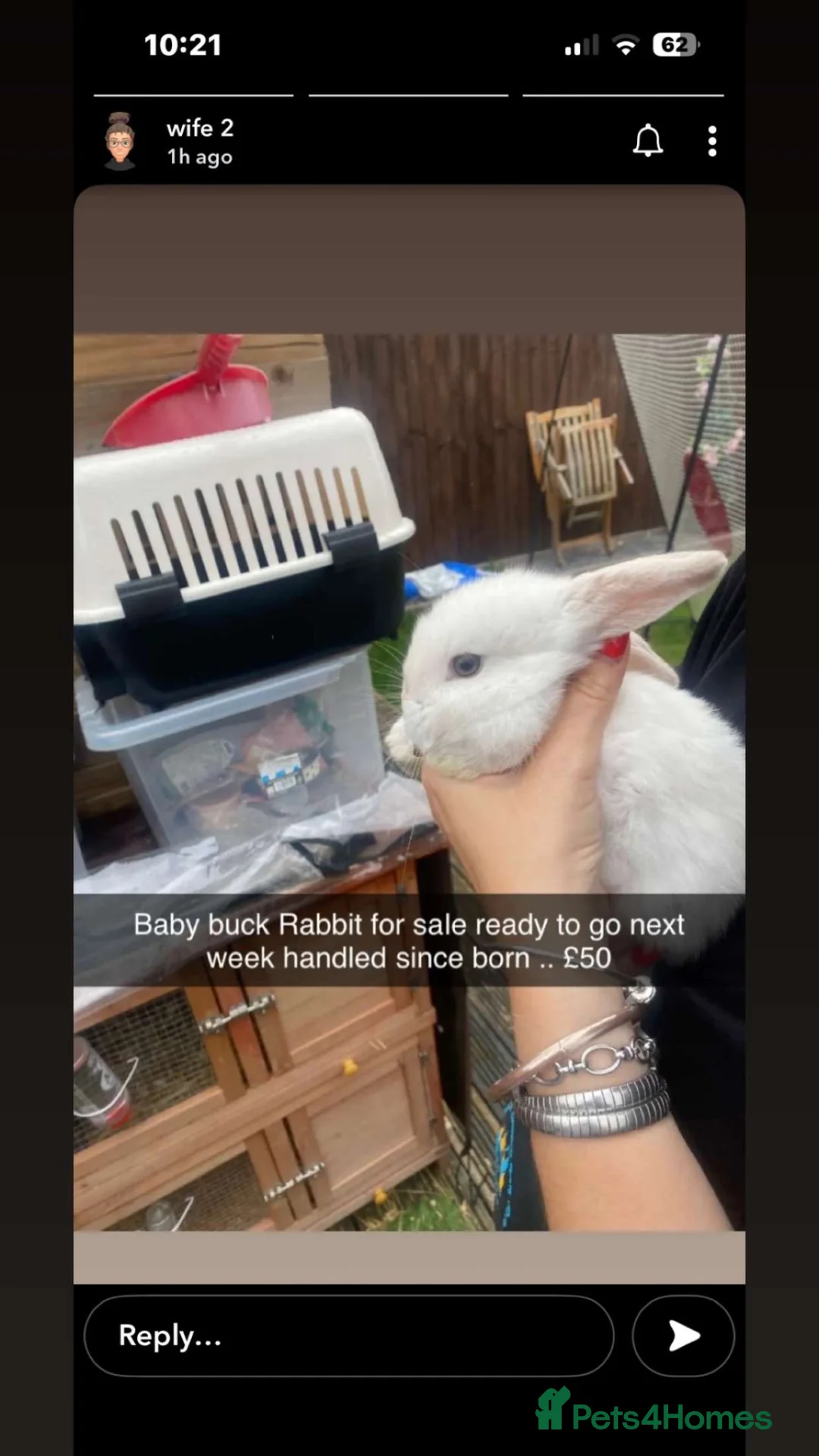Mini Lop rabbits for sale: Baby Boy Buck rabbit  in York - Advert 2