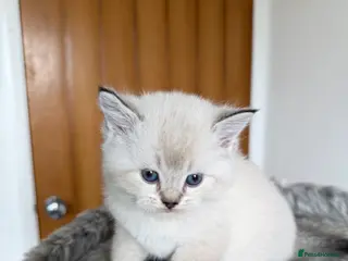 Scottish Fold cats Fabulous Scottish Fold Kittens - Advert 6