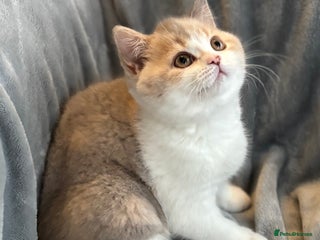 British Shorthair cats Lilac Tortie 🎀 GCCF Registered British Shorthair - Advert 16