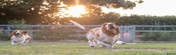 Basset Hound dogs for sale: Bonnie, ZZ & Bella – Beautiful Basset Hound Girls  - Advert 5