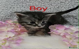 Maine Coon cats for sale: 6 Maine Coone kittens. - Image 12