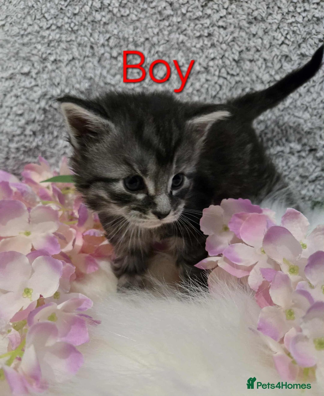 Maine Coon cats for sale: 6 Maine Coone kittens. - Image 12