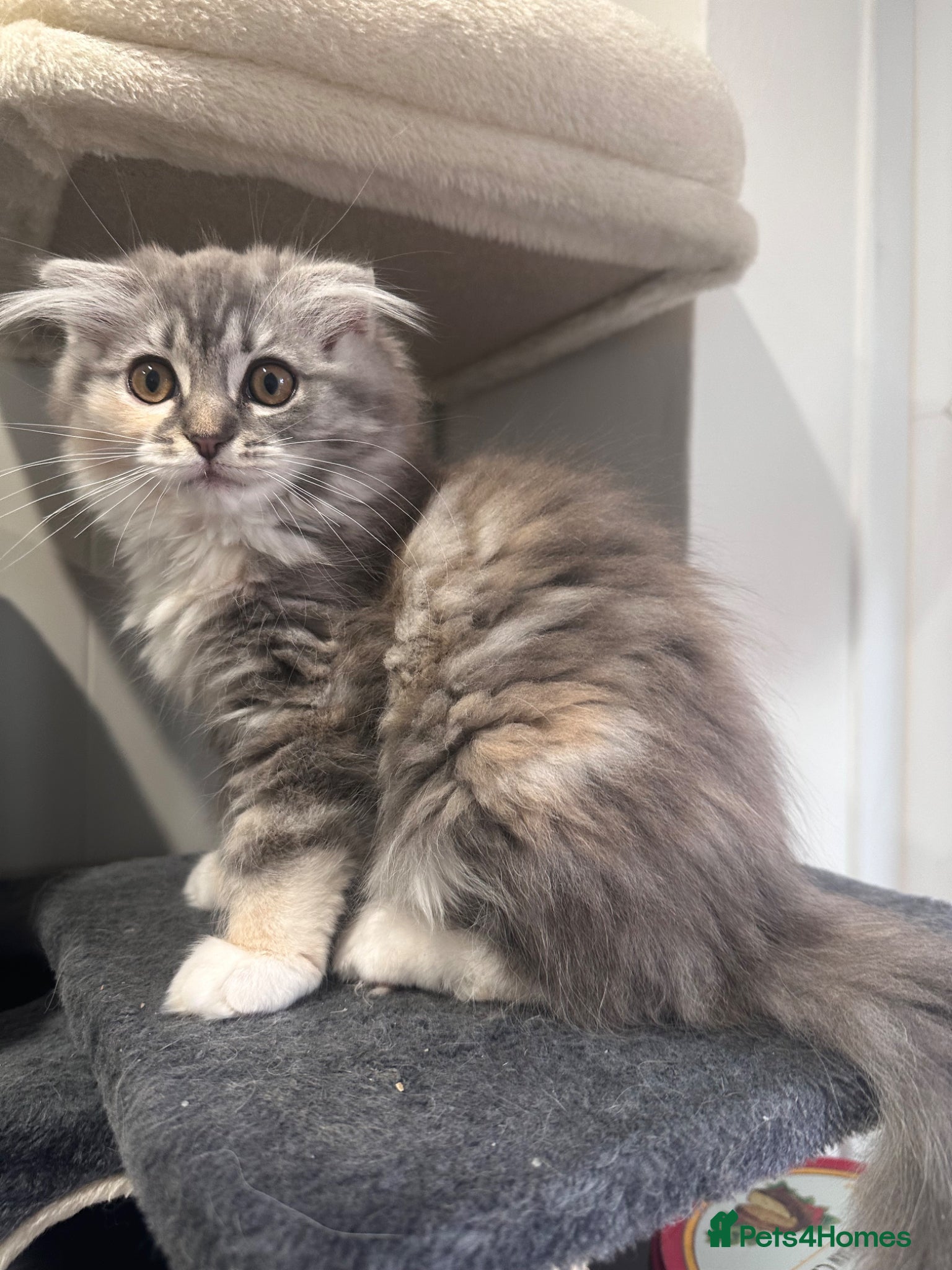 Scottish Fold cats Last Girl- Beautiful Scottish Fold X Ragdoll  - Advert 3