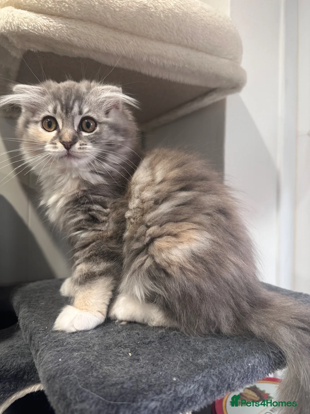 Scottish Fold cats for sale: Last Girl- Beautiful Scottish Fold X Ragdoll  - Advert 1
