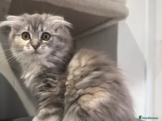 Scottish Fold cats Last Girl- Beautiful Scottish Fold X Ragdoll - Advert 7