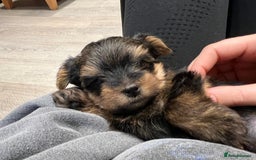 Yorkshire Terrier dogs for sale: Beautiful miniature Yorkie Biewer terriers - Image 1