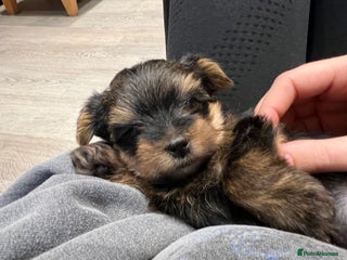 Yorkshire Terrier dogs for sale - Advert 1
