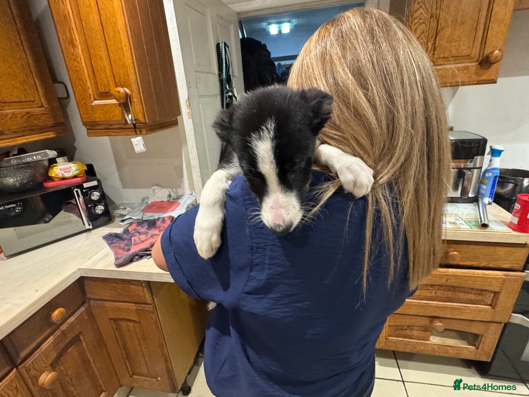 Border Collie dogs for sale: For sale 3 GILR border collie  - Advert 12