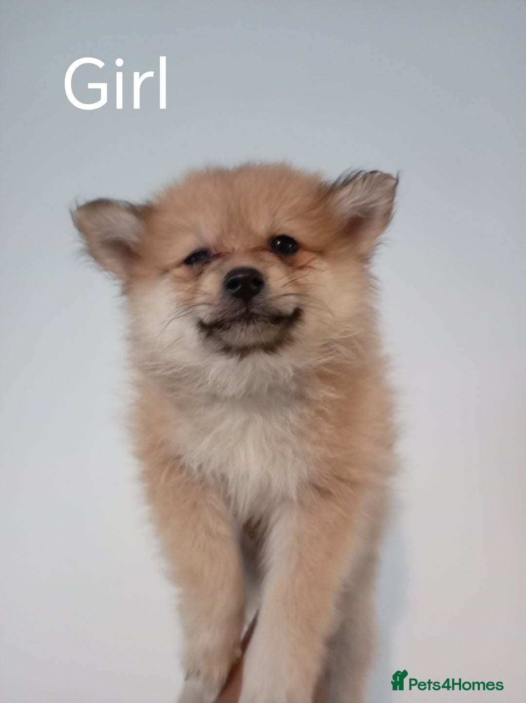 Mixed Breed dogs for sale: Pom-Heavy Pomeranian Puppies 5 Boys & 1 Girl - Advert 2