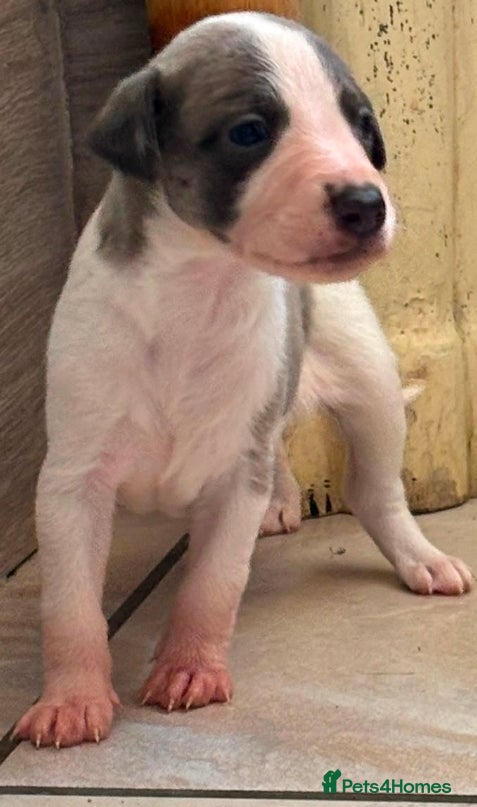 Whippet dogs Beautiful kc puppies not ready for 6 weeks  - Advert 2