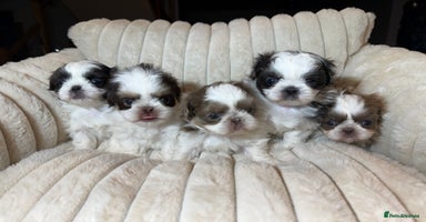 Shih Tzu dogs Imperial Shih Tzu Puppies  - Advert 11