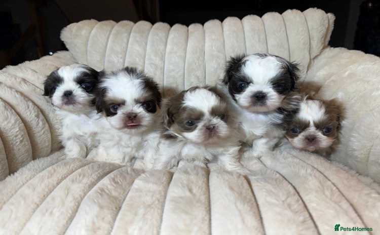 Shih Tzu dogs Imperial Shih Tzu Puppies  - Advert 1
