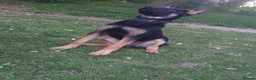 Belgian Shepherd Dog dogs for sale: Bella - Advert 3