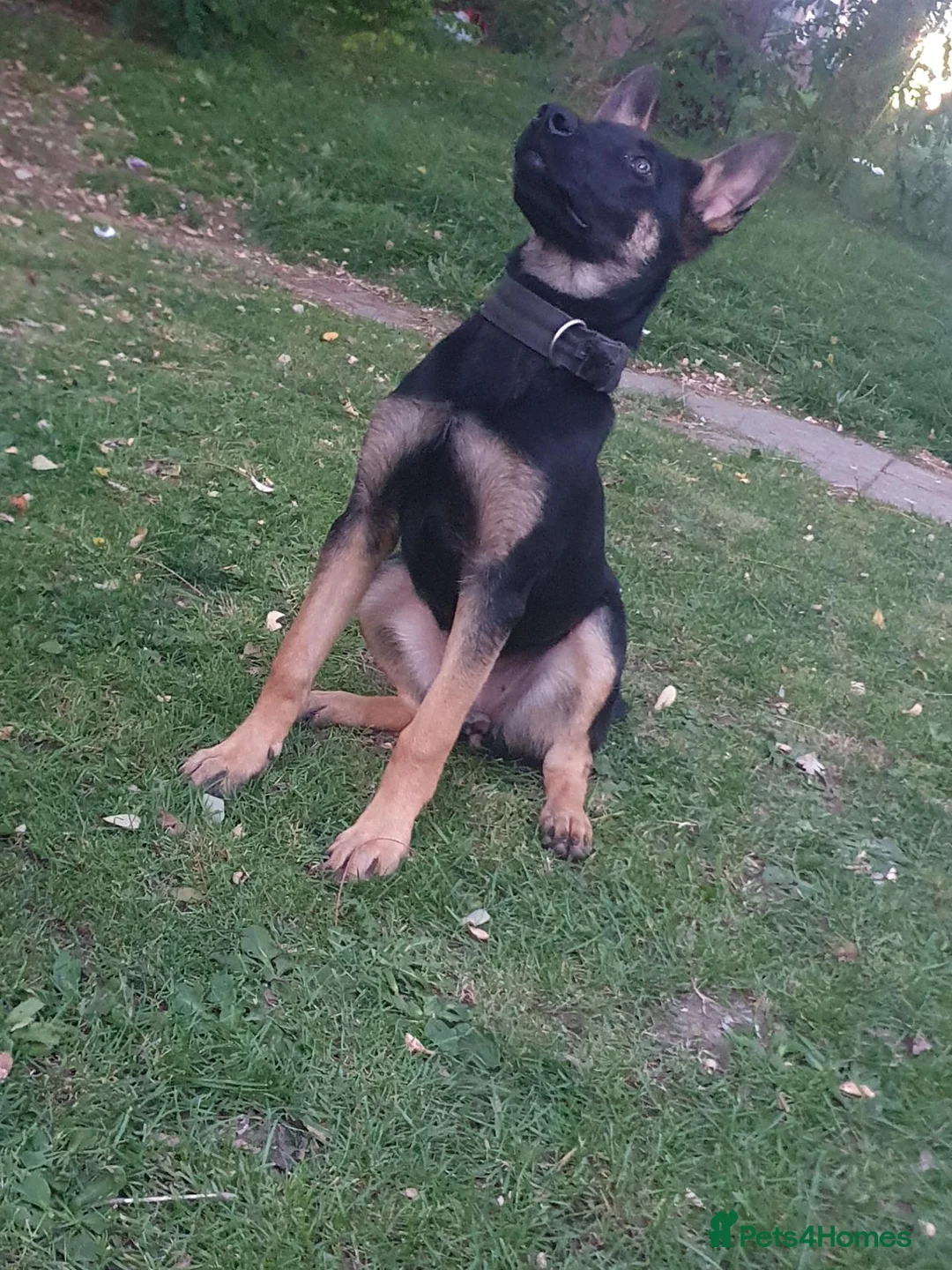Belgian Shepherd Dog dogs for sale: Bella - Advert 3