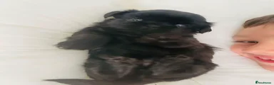 Shih Tzu Solid Black girl
