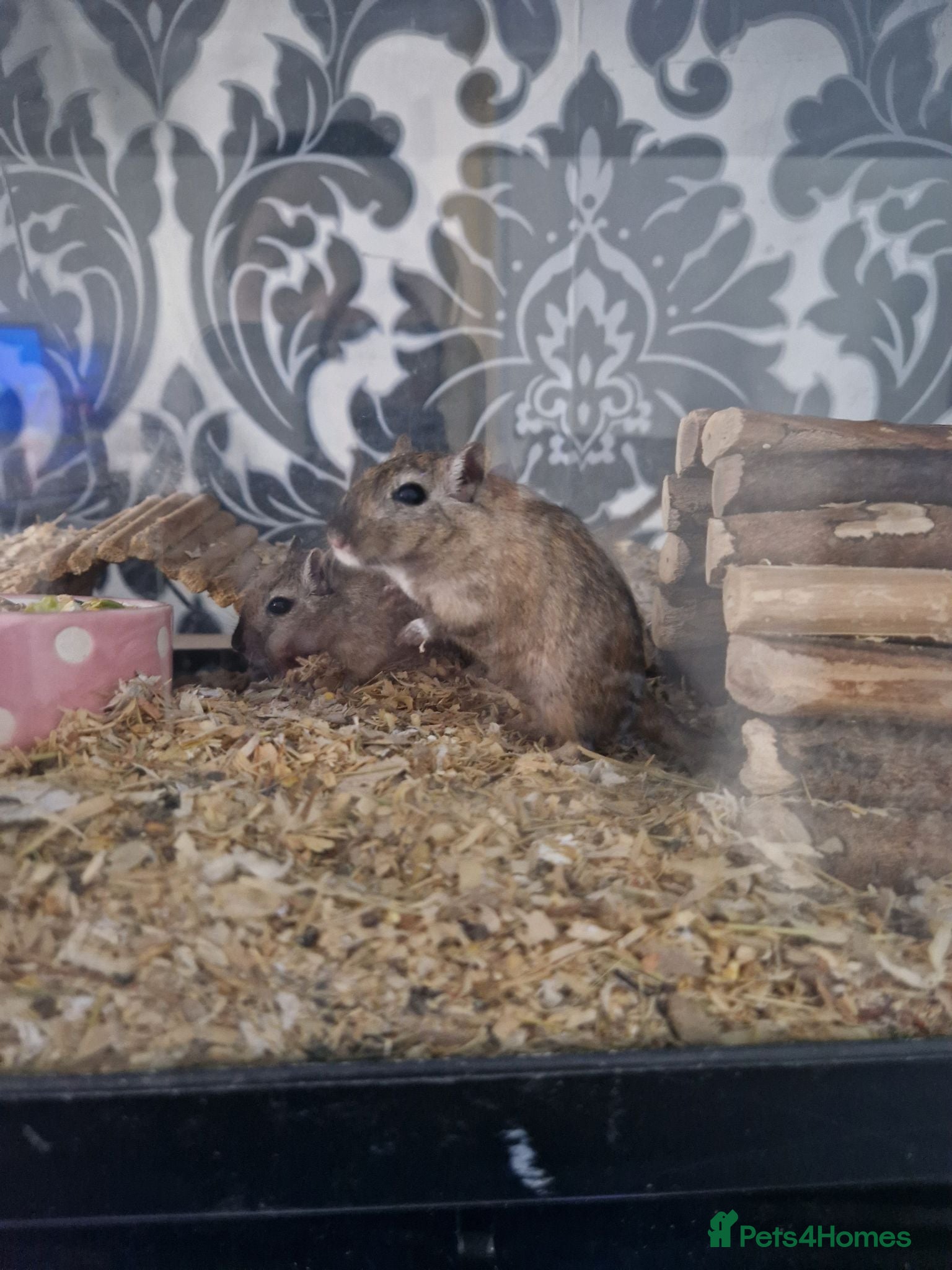 Gerbil rodents Adult and baby Gerbils  - Advert 4