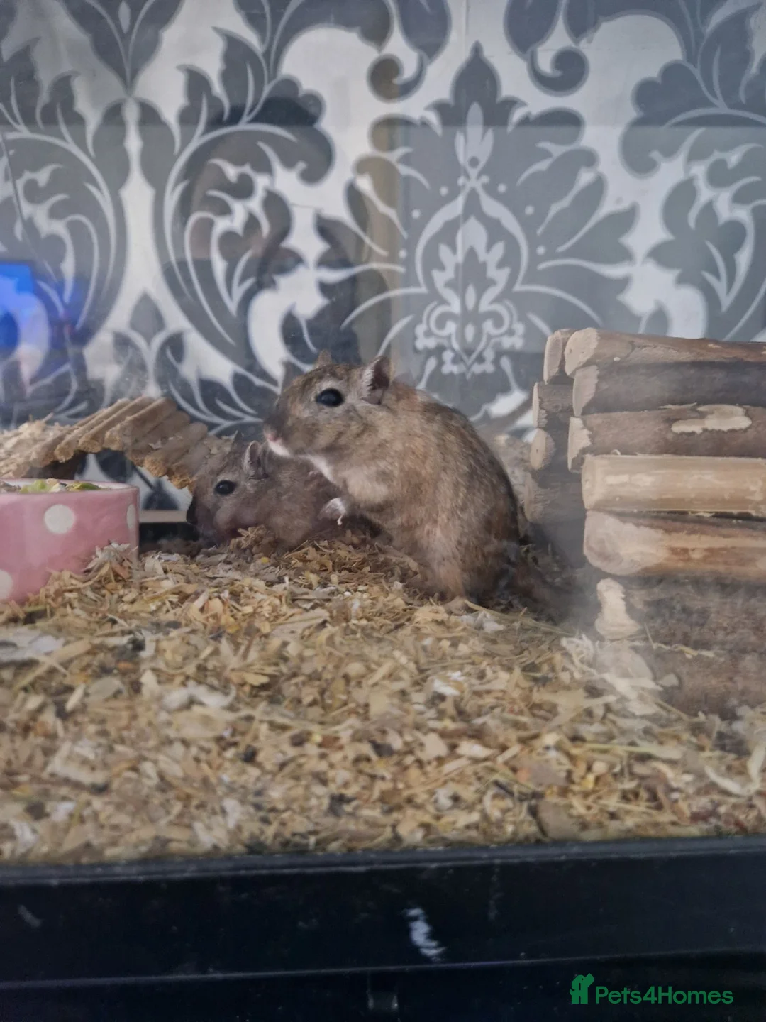 Gerbil rodents for sale: Adult and baby Gerbils  in Bradford - Advert 1