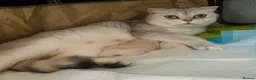 Scottish Fold cats for sale: Scottish fold and straight kittens - Advert 2