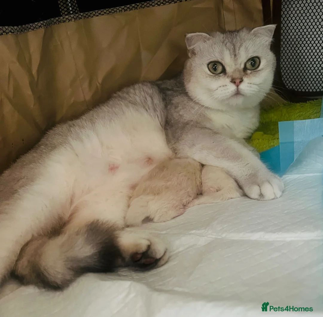 Scottish Fold cats for sale: Scottish fold and straight kittens - Advert 2