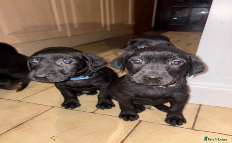 Labrador Retriever dogs Ready to leave now 3 gorgeous males pups left  - Advert 12