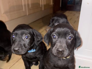 Labrador Retriever dogs Ready to leave now 3 gorgeous males pups left - Advert 15