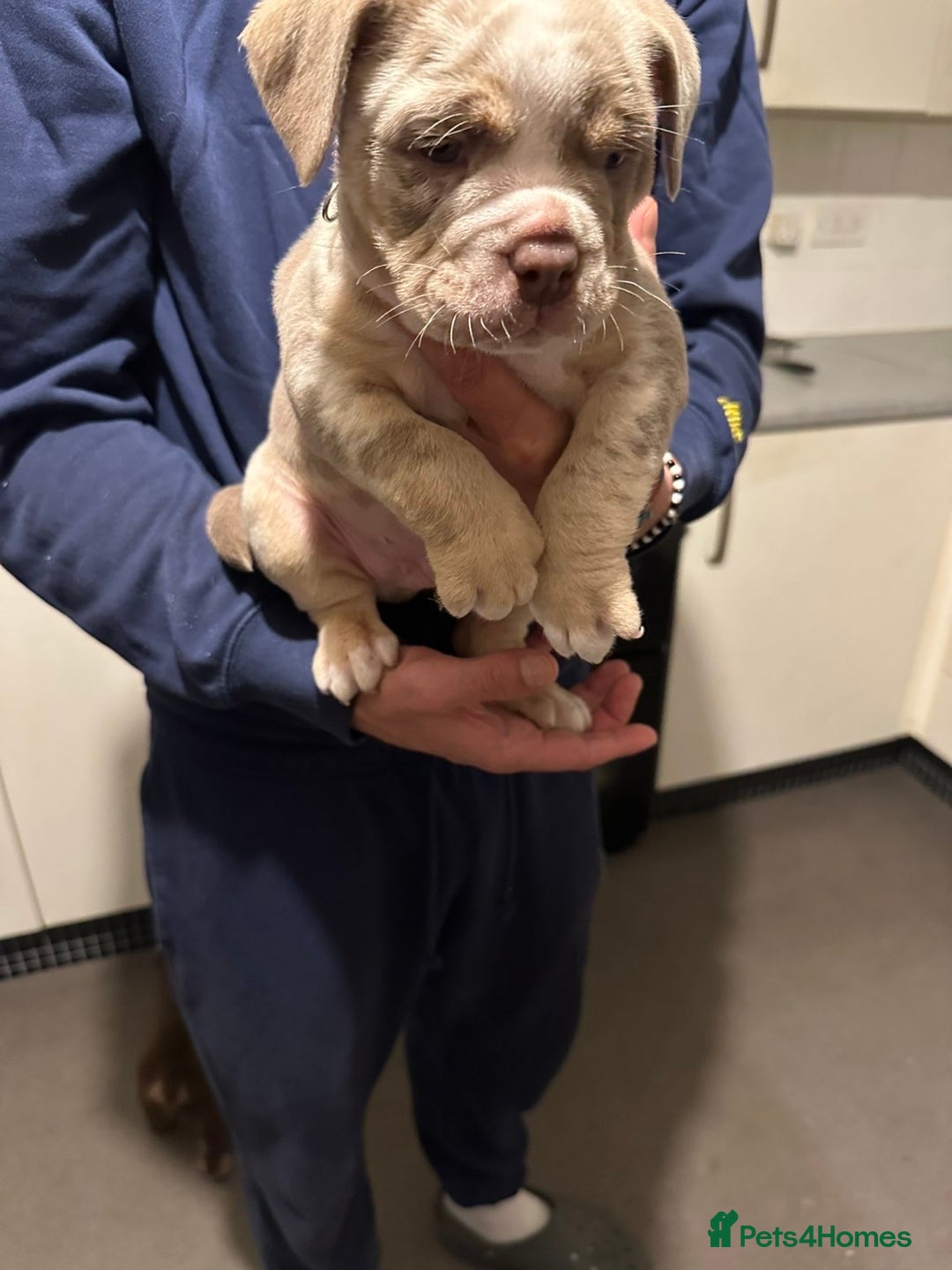 Mixed Breed dogs for sale: FLUFFY OLD TYME ENGLISH BULLDOG  - Advert 5