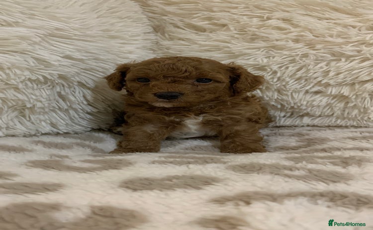 Poochon dogs - Advert 1