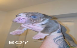 English Bulldog dogs for sale: English bulldog pups  - Image 3