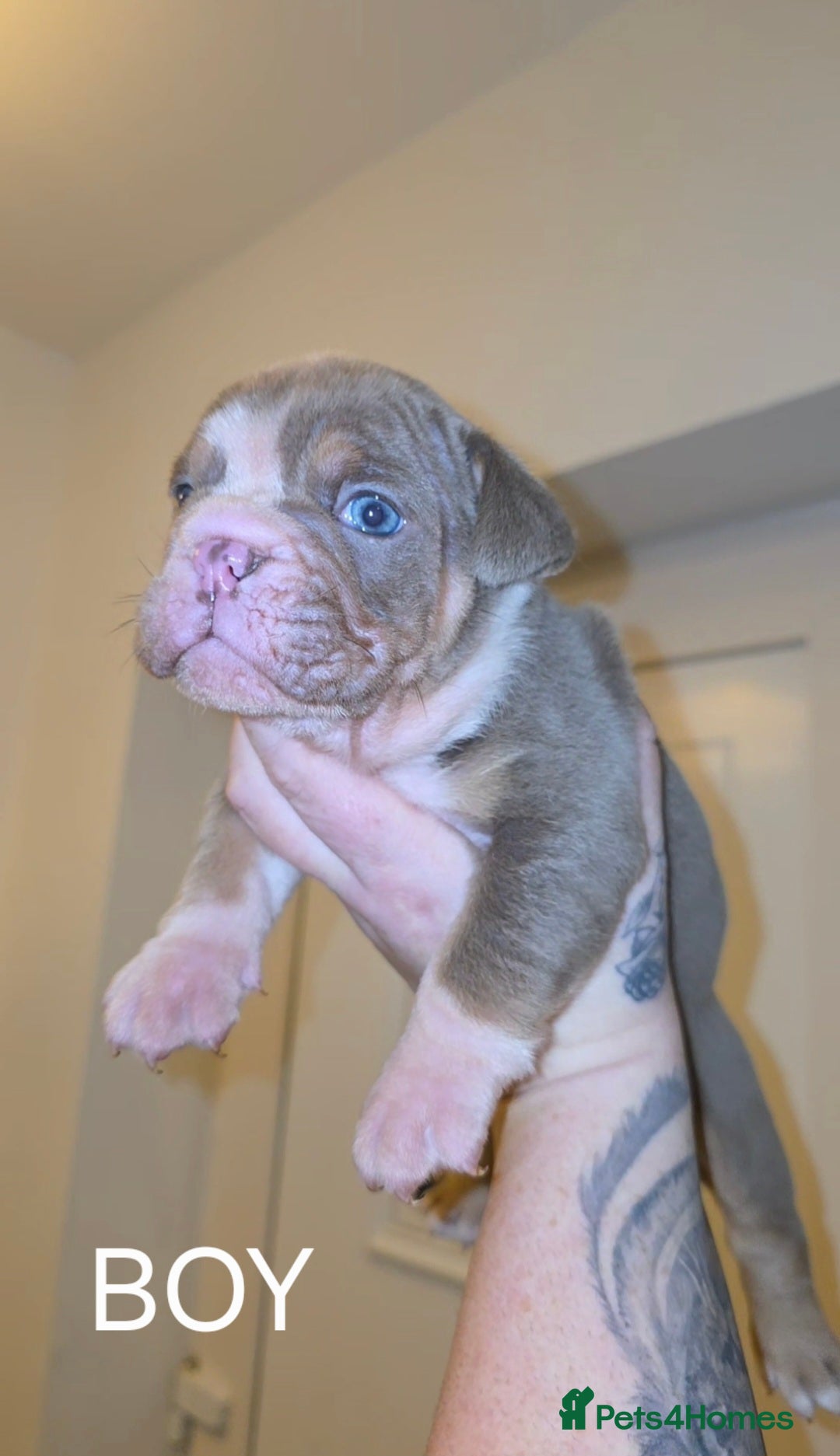 English Bulldog dogs for sale: English bulldog pups  - Image 3